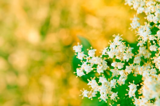 Flowers elderberry, Sambucus nigra, elderberry, flower, with copyspace