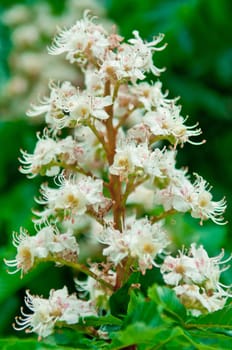 Horse-chestnut (Aesculus hippocastanum, Conker tree) flowers