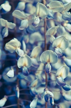 Robinia pseudoacacia tree flowers, know as black locust,purple, pink,  copy space