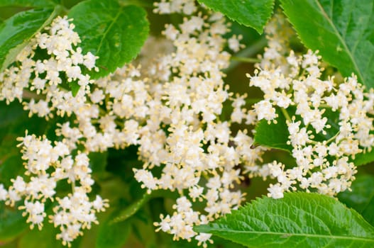 Flowers elderberry, Sambucus nigra, elderberry, flower
