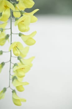 Robinia pseudoacacia tree flowers, know as black locust, yellow,. copy space