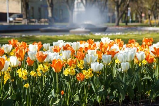 White, yellow and orange flowers in a aprk