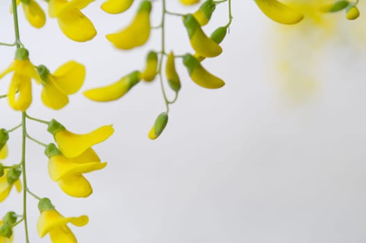 Robinia pseudoacacia tree flowers, know as black locust, yellow,. copy space