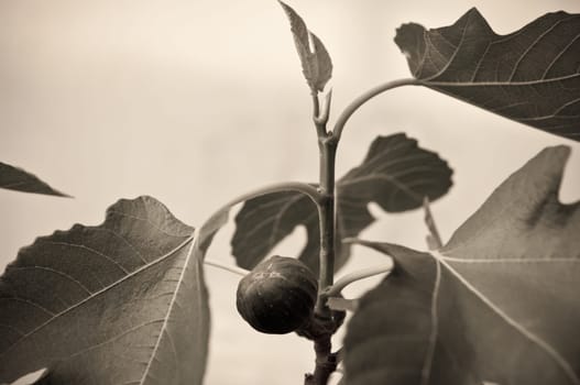 Figs on the branch of a fig tree