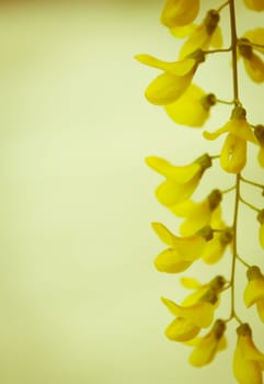 Robinia pseudoacacia tree flowers, know as black locust, yellow,. copy space