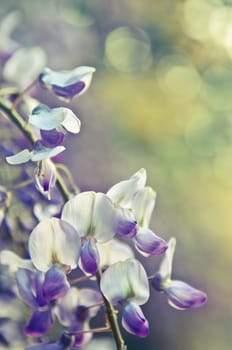 Robinia pseudoacacia tree flowers, know as black locust,purple, pink,  copy space