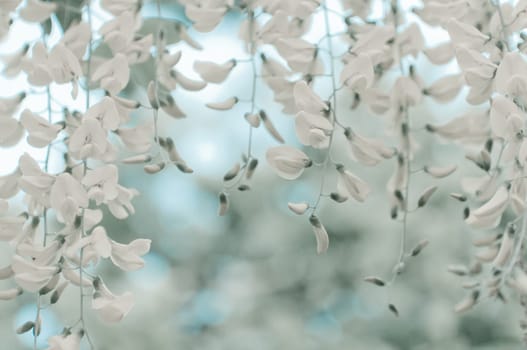 Robinia pseudoacacia tree flowers, know as black locust, white,  copy space