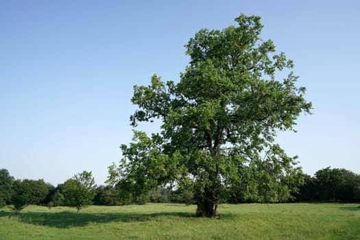 Elm in a park in Magdeburg