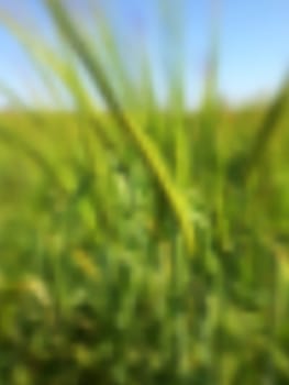 Blurred abstract summer background with green rye