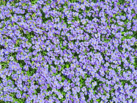 Sunlit flowering meadow with million Aubrieta tiny blue summer flowers background