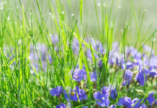 Backlit droplets of morning dew on summer sunlit glade with grass and small blue flowers
