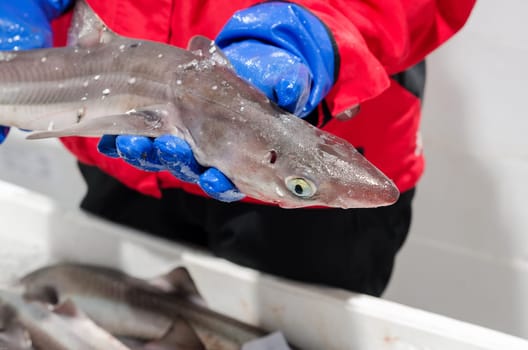 a small shark called dogfish not dangerous but it good to eat