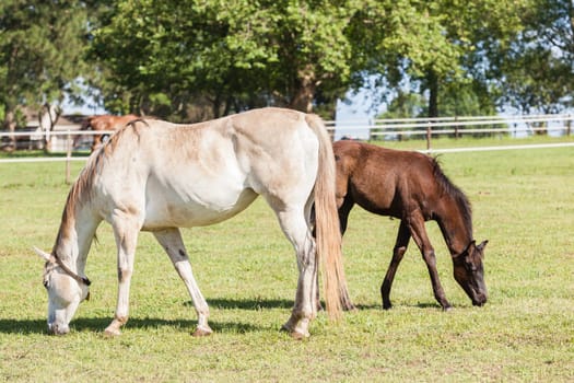 Horse mare and foals colt on stud farm  field.