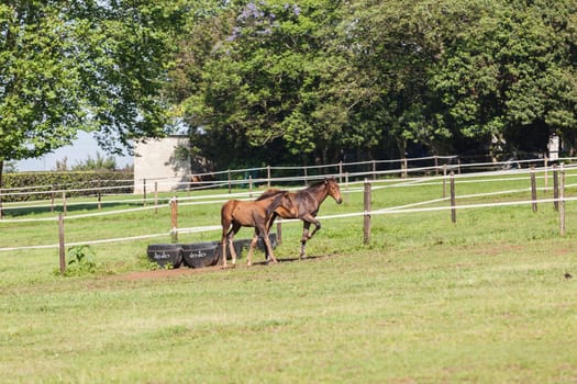 Horse mare and foals colt on stud farm  field.