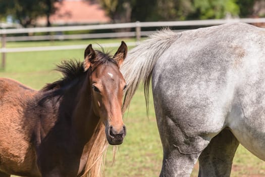 Horse mare and foals colt on stud farm  field.