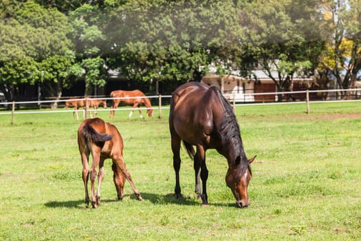 Horse mare and foals colt on stud farm  field.