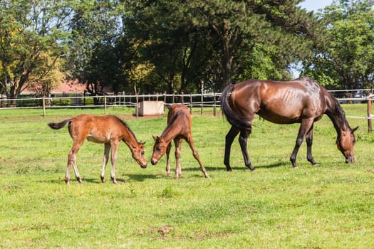 Horse mare and foals colt on stud farm  field.
