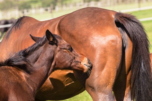 Horse mare and foals colt on stud farm  field.