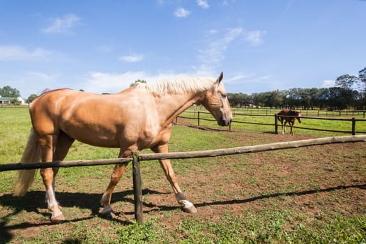 Horse closeup portrait of equestrian animal closeup portrait farm field