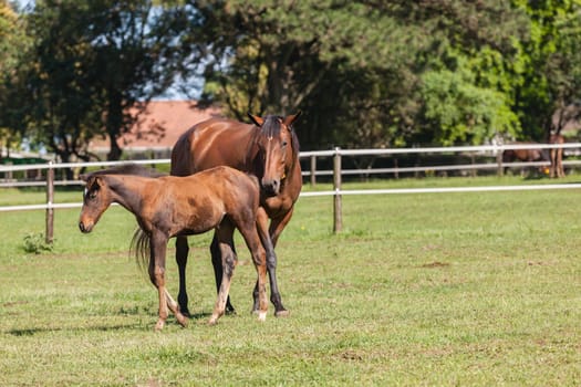 Horse mare and foals colt on stud farm  field.