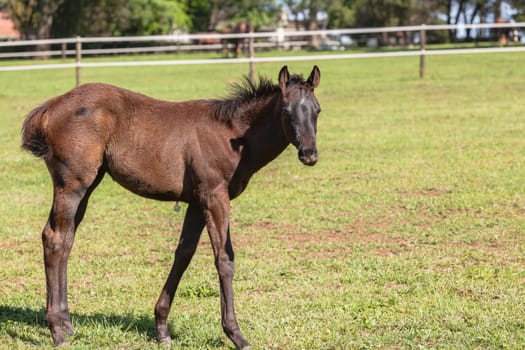 Horse mare and foals colt on stud farm  field.