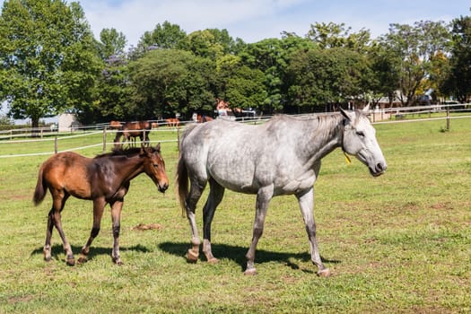 Horse mare and foals colt on stud farm  field.
