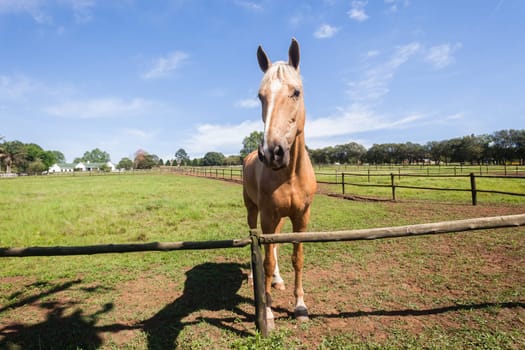 Horse closeup portrait of equestrian animal closeup portrait farm field