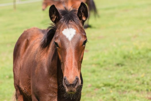 Horse mare and foals colt on stud farm  field.