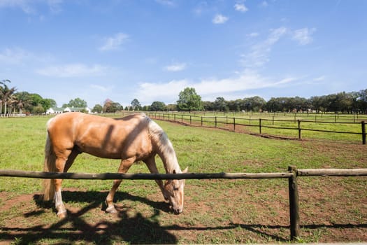 Horse closeup portrait of equestrian animal closeup portrait farm field