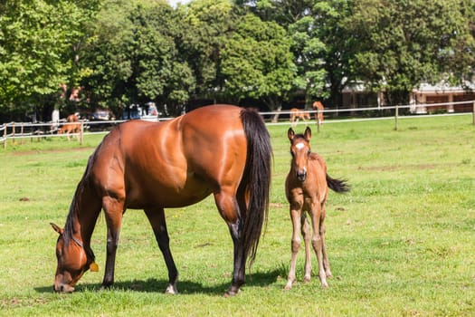 Horse mare and foals colt on stud farm  field.