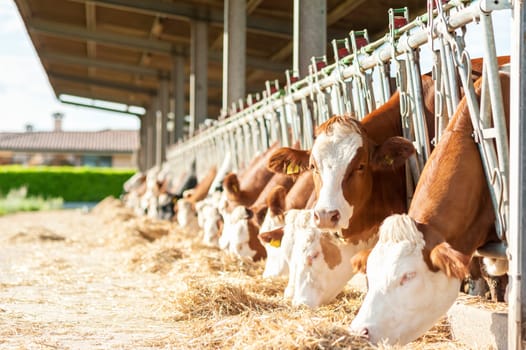 Many cows eating hay on feeding trough.