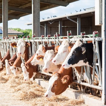 Many cows eating hay on feeding trough.