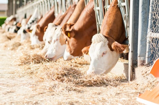 Cow eating hay on feeding trough.