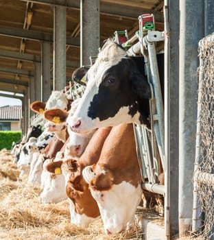 Many cows eating hay on feeding trough.