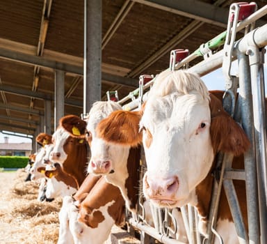 Portrait of brown white cow eating  on feeding trough.