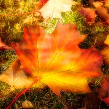 maple leaf and sunlight reflections in autumn