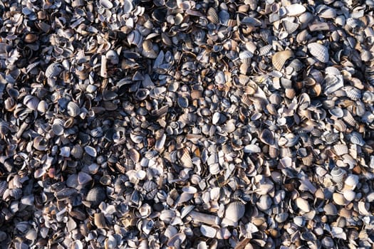 mussel background, at the beach