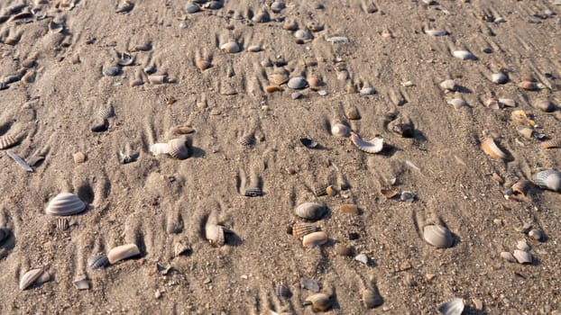 mussels at the beach (background)