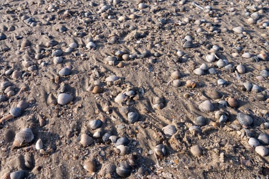 mussels at the beach (background)