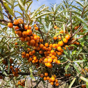 sea ??buckthorn in late summer