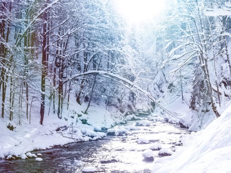 river and firs in winter
