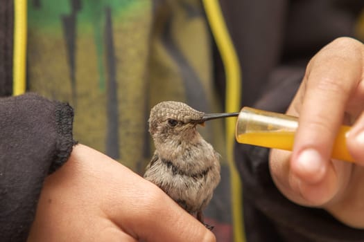 Hummingbird feeding on nectar by a boy