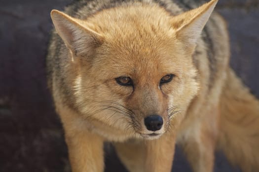 Close up of standing fox looking to the side