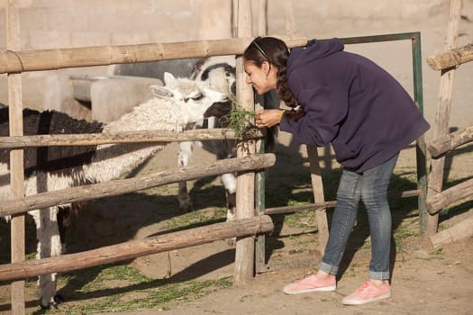 Young smiling woman feeding lama in safari park.