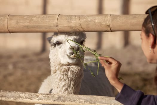 Young smiling woman feeding lama in safari park.