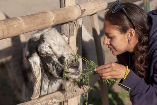 Detail of young woman feeding a goat in safari park.