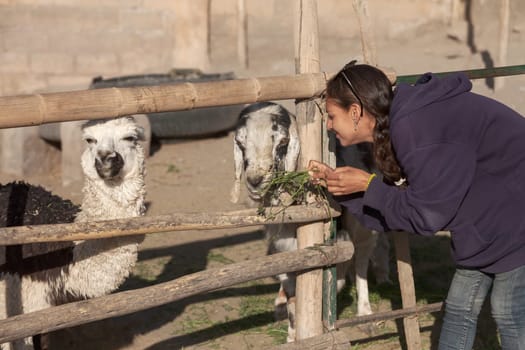 Young woman feeding a goat and lama in safari park.