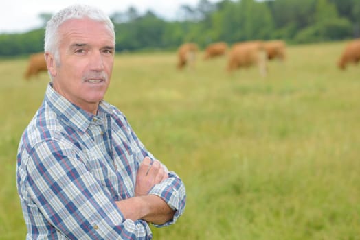 cattle farming