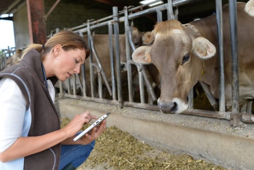 Veterinarian checking on herd's health in barn
