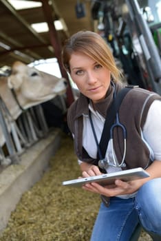 Veterinarian checking on herd's health in barn